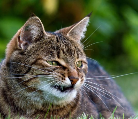 Gatto fa i capricci