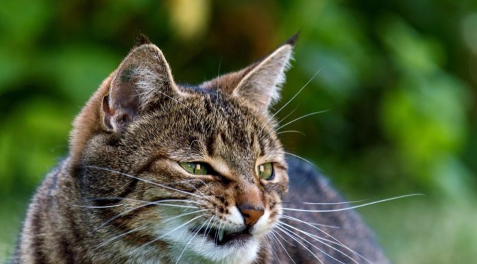 Comportamento: anche il gatto fa i capricci Gatto fa i capricci