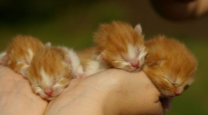Gattini: le prime settimane di vita