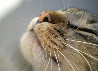 Fusa gatto