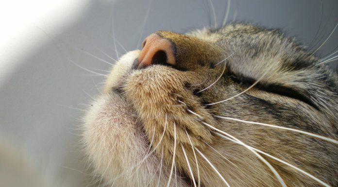 Il significato delle fusa Fusa gatto