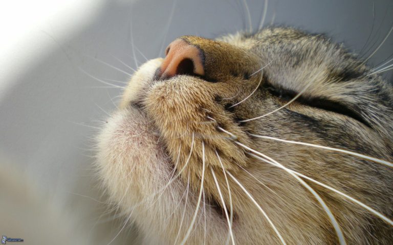 Fusa gatto