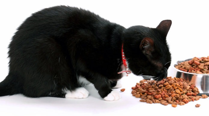 4 regole per far mangiare il gatto