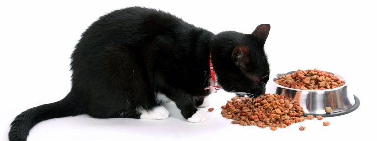 4 regole per far mangiare il gatto