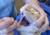 Come somministrare una pillola al vostro gatto