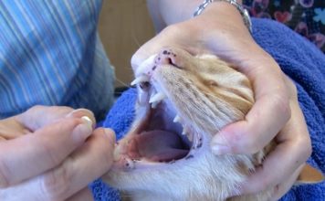 Come somministrare una pillola al vostro gatto Come somministrare una pillola al vostro gatto