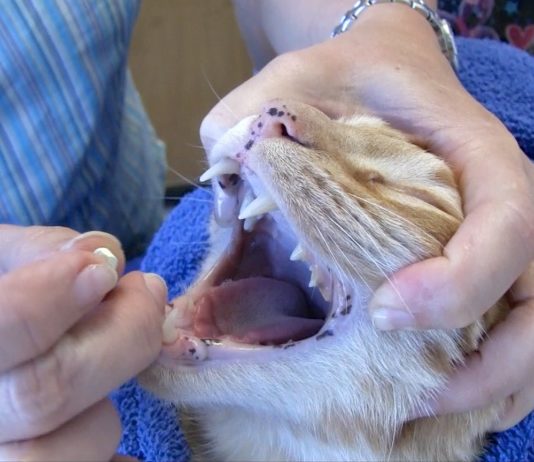 Come somministrare una pillola al vostro gatto