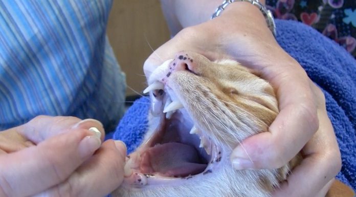 Come somministrare una pillola al vostro gatto Come somministrare una pillola al vostro gatto