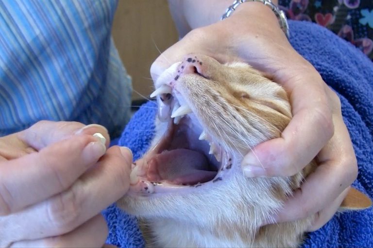 Come somministrare una pillola al vostro gatto