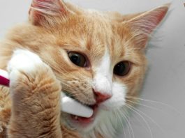 Igiene dentale gatto