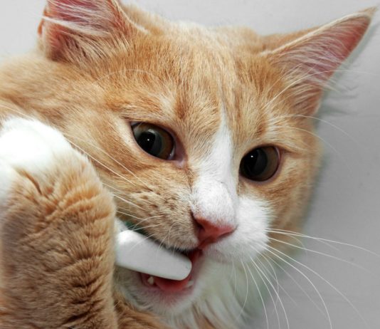 Igiene dentale gatto