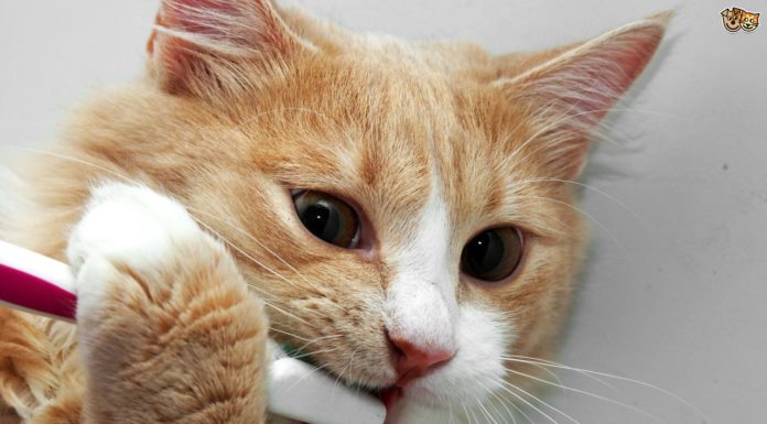 Cura del gatto: l’igiene dentale Igiene dentale gatto