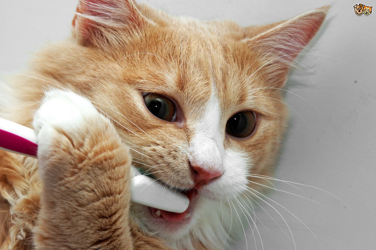 Кошка ест нос. Кот с зубной щеткой.