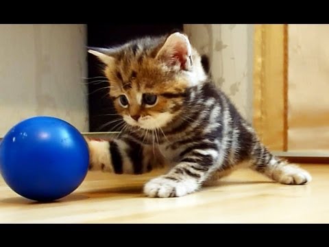 Gattina Parigi