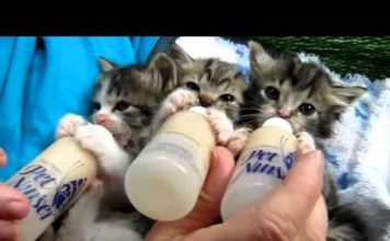 Gattini abbandonati vengono nutriti col biberon Martini nutriti col biberon