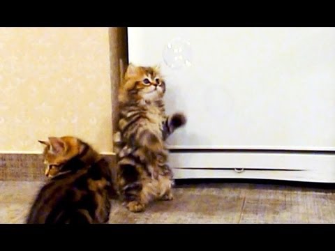 Gattini giocano con le bolle di sapone