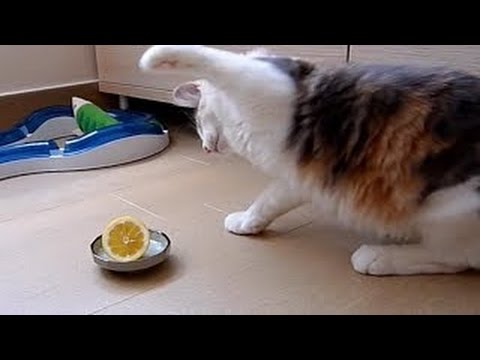 Gatti e cani giocano con i limoni