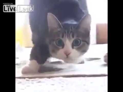 Partenza del “Moto GP” gattoso