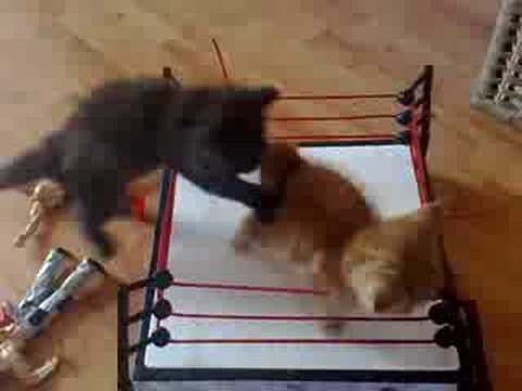 Gattini sul ring