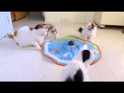 Che bel gioco!