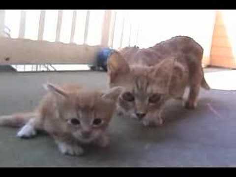 Mamma gatta dà un passaggio al suo gattino
