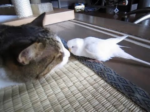 Pappagallino disturba il gatto