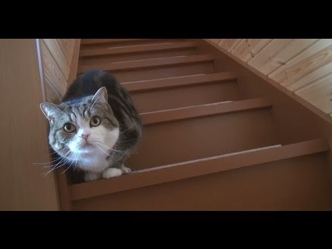Maru e Hana sulle scale