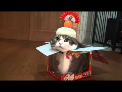 Maru e le scatole