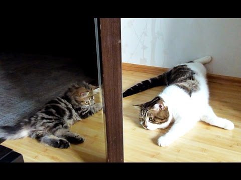 Gatti grandi e piccini giocano insieme