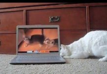 gatti che guardano youtube