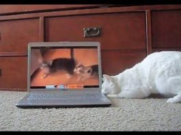 Reazione dei gatti che guardano Youtube gatti che guardano youtube