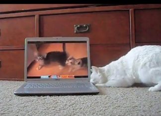 gatti che guardano youtube