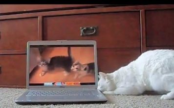 Reazione dei gatti che guardano Youtube gatti che guardano youtube