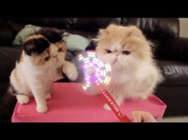 Gatti vs ventilatore Gatti vs ventilatore