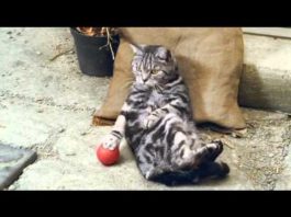 Gatti “con le dita”