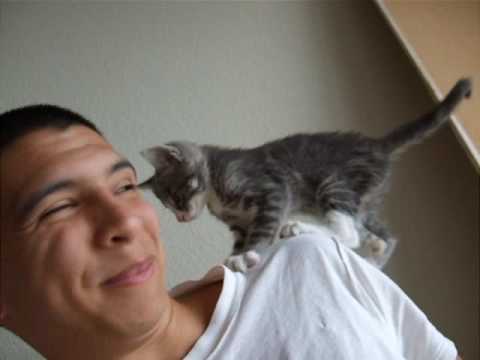Gattino carino e fastidioso