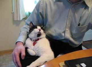 Gatto esigente