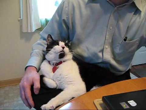 Gatto esigente