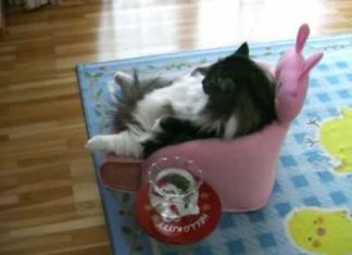 gatto guarda la tv
