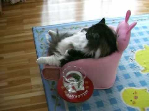 gatto guarda la tv