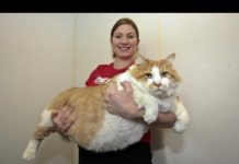 Il gatto più grasso del mondo
