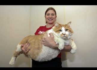 Il gatto più grasso del mondo
