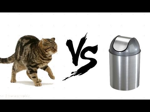 Gatto vs bidone della spazzatura