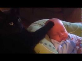 gatto babysitter