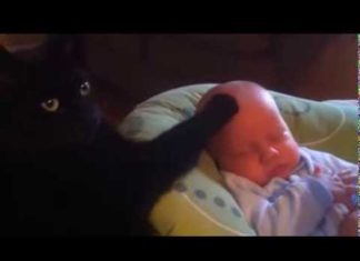 gatto babysitter
