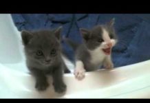 Coro dei gattini