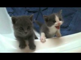 Il piccolo coro dei gattini Coro dei gattini