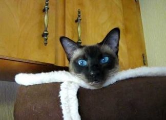Lunghi discorsi tra un gatto e la sua mamma umana