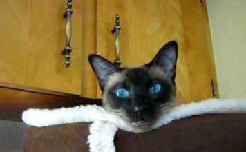 Lunghi discorsi tra un gatto e la sua mamma umana