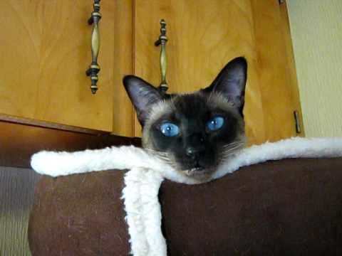 Lunghi discorsi tra un gatto e la sua mamma umana